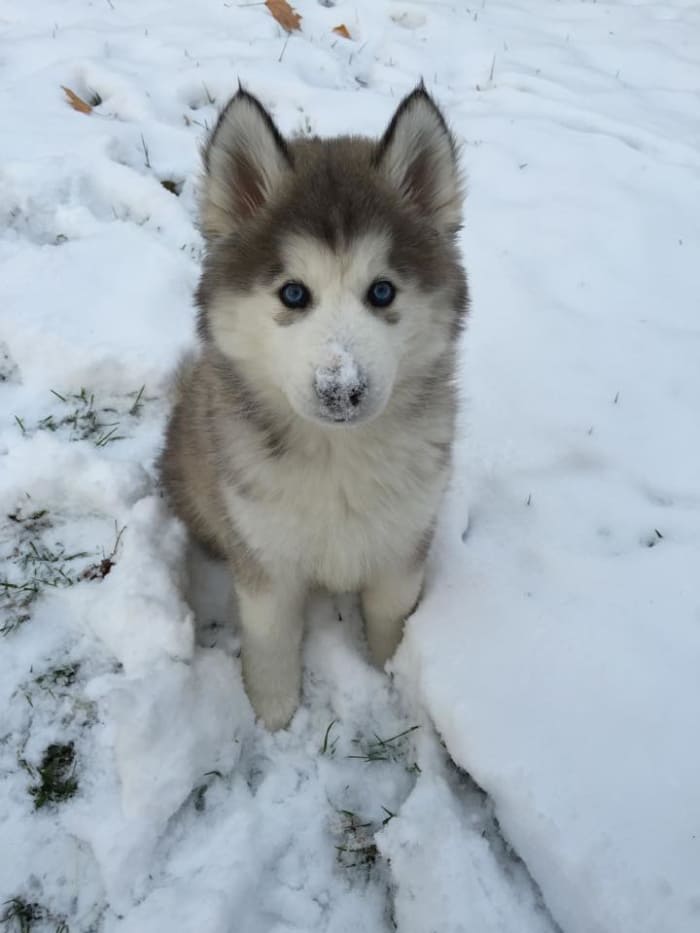 puppy in snow