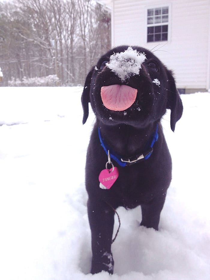 puppy licking snow