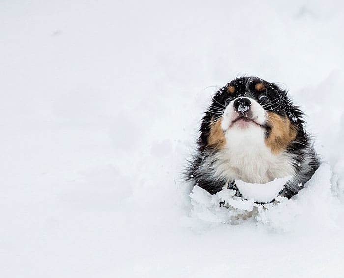 puppy running through the snow