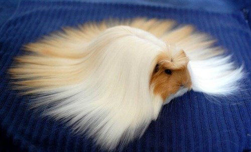 via: cheezburger.com