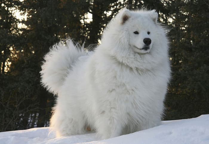 samoyed