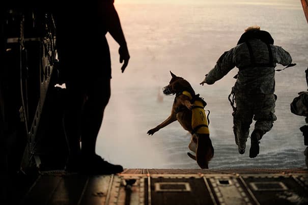 service dogs powerful photos 1