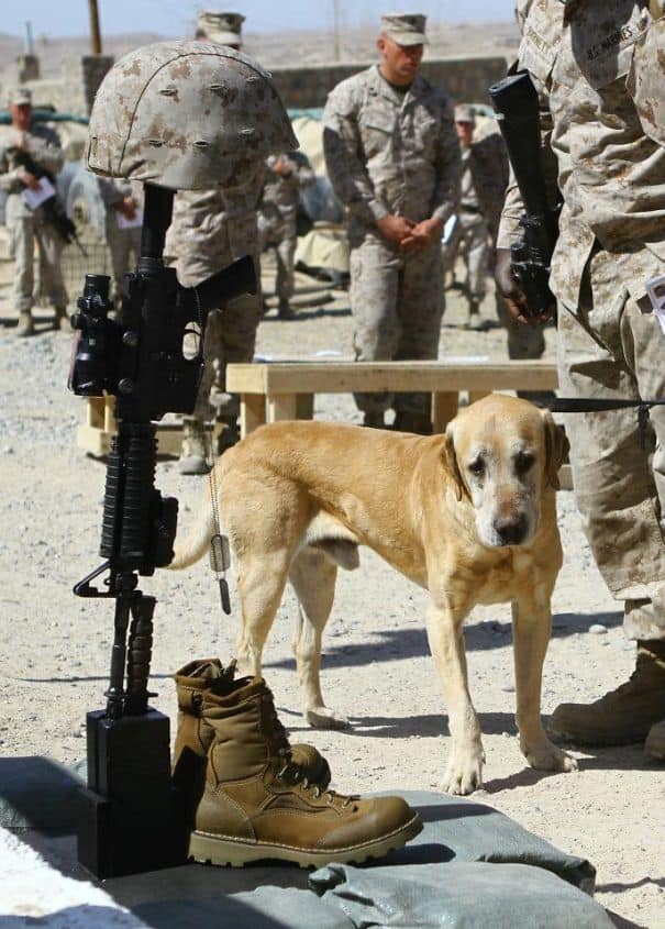 service dogs powerful photos 11