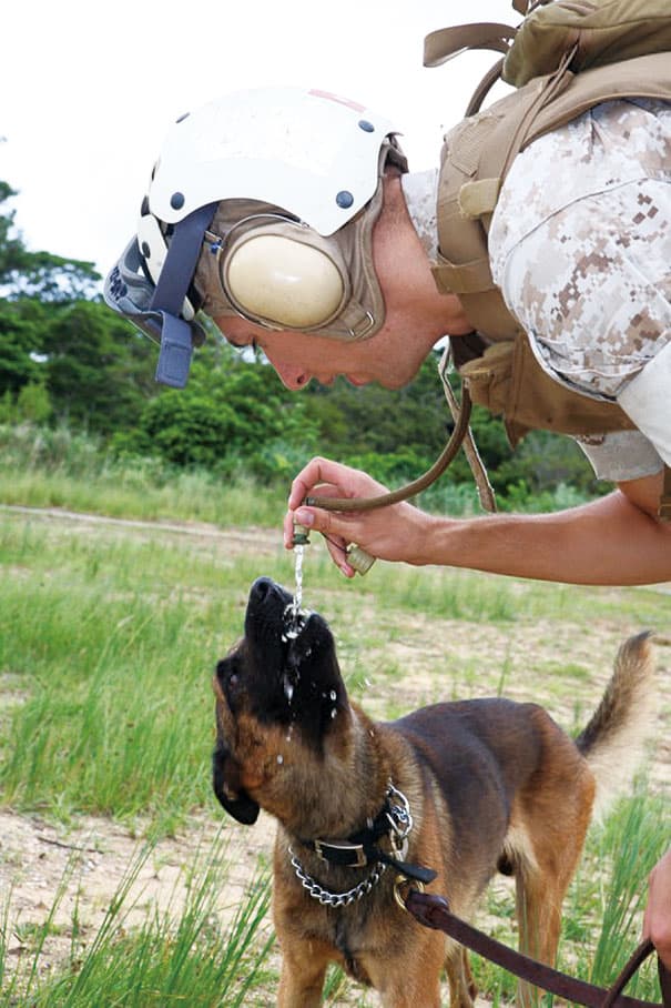 service dogs powerful photos 12