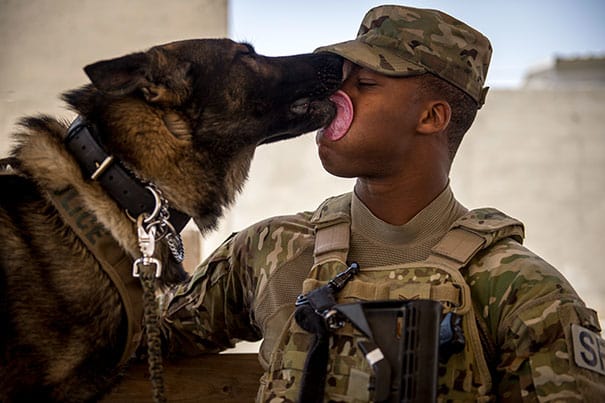 service dogs powerful photos 14