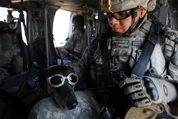 service dogs powerful photos 15