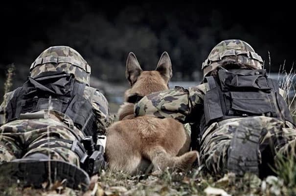 service dogs powerful photos 16