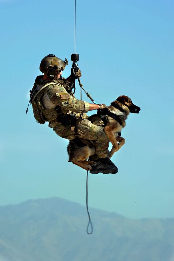 service dogs powerful photos 17