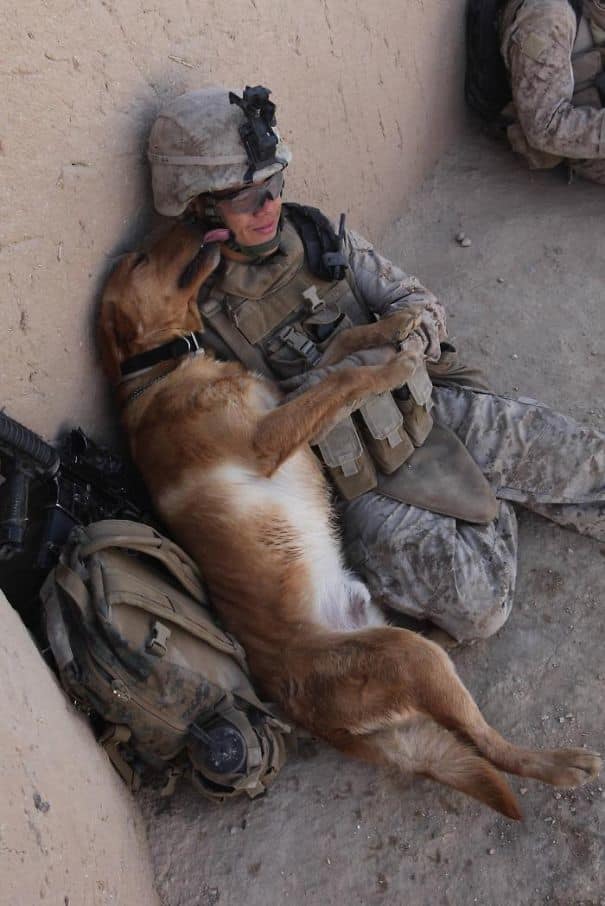 service dogs powerful photos 2