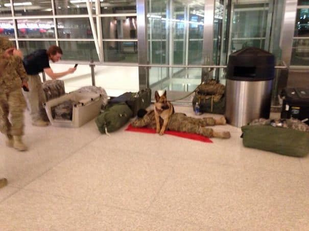 service dogs powerful photos 20