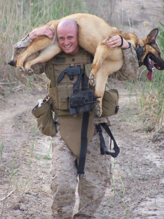 service dogs powerful photos 21