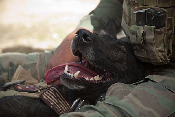 service dogs powerful photos 23