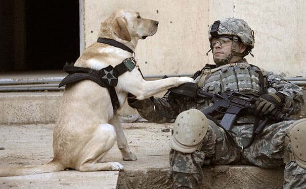 service dogs powerful photos 26