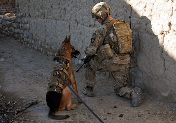 service dogs powerful photos 28