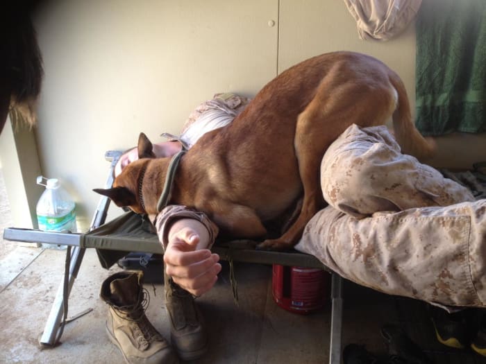 service dogs powerful photos 4