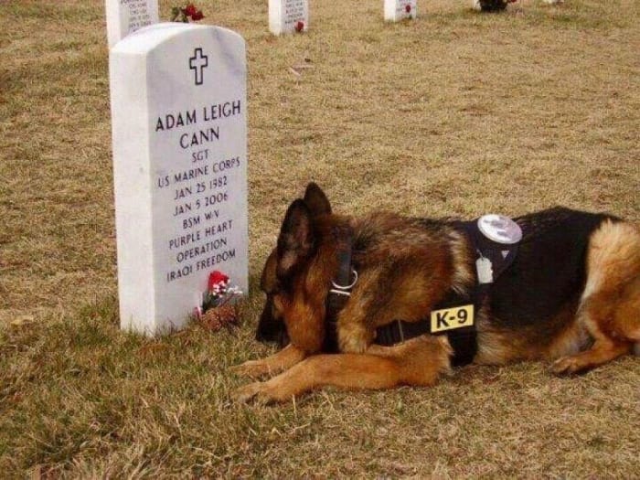 service dogs powerful photos 6