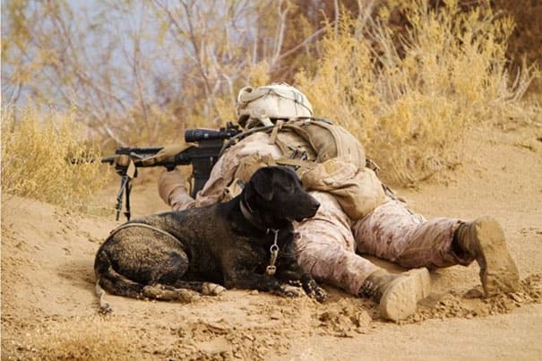 service dogs powerful photos 8