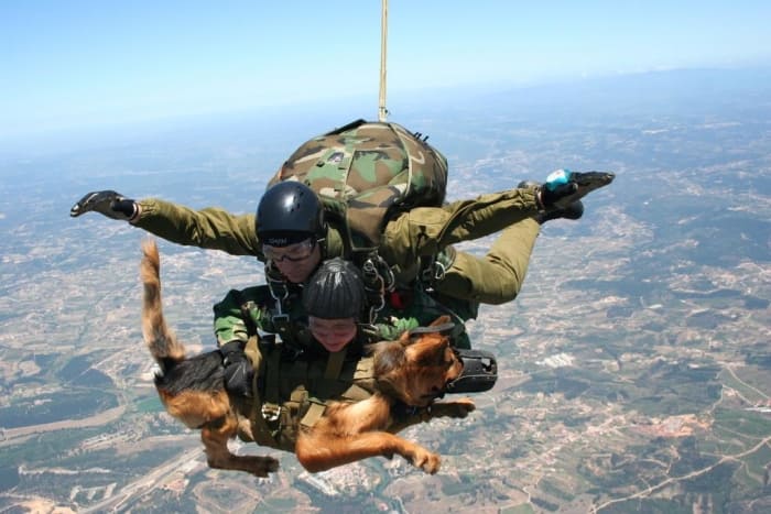 service dogs powerful photos 9