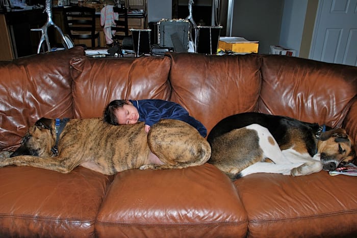 sleeping dog pillow 11