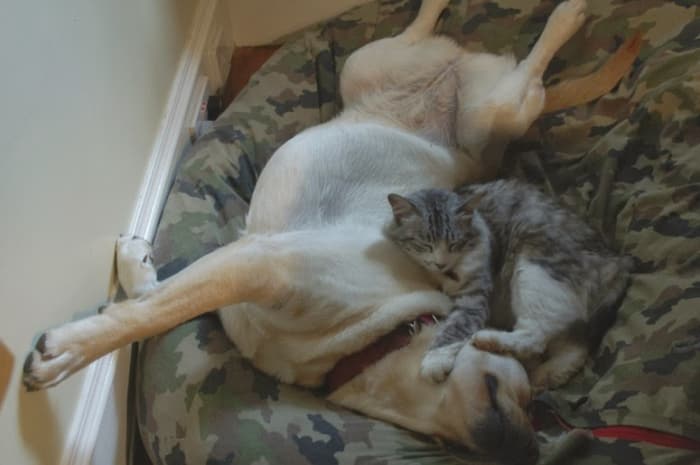 sleeping dog pillow 12.1