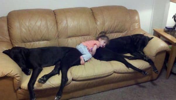 sleeping dog pillow 15