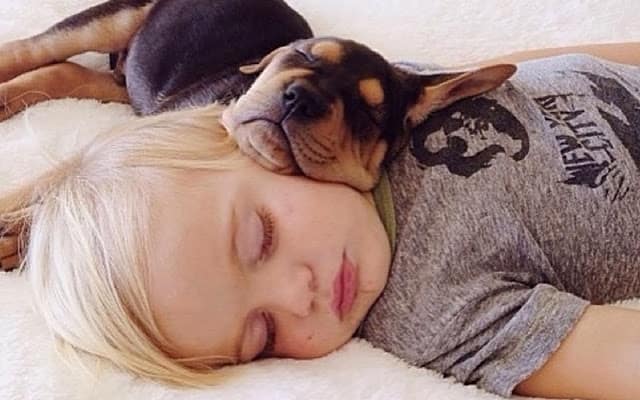 sleeping dog pillow 16