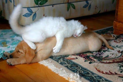 sleeping dog pillow 5