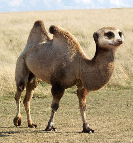 suricate dromadaire_resultat