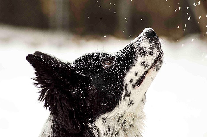 tilly first snow