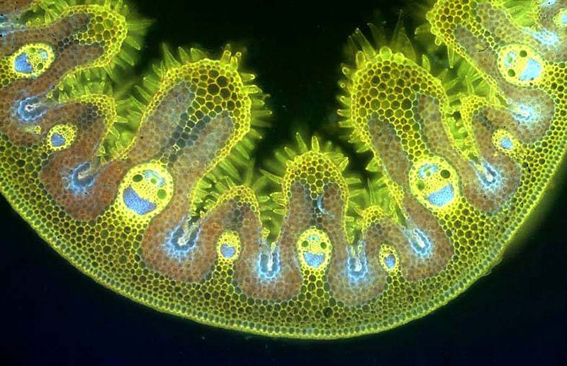 tissue-cross-section-of-marram-grass-leaf