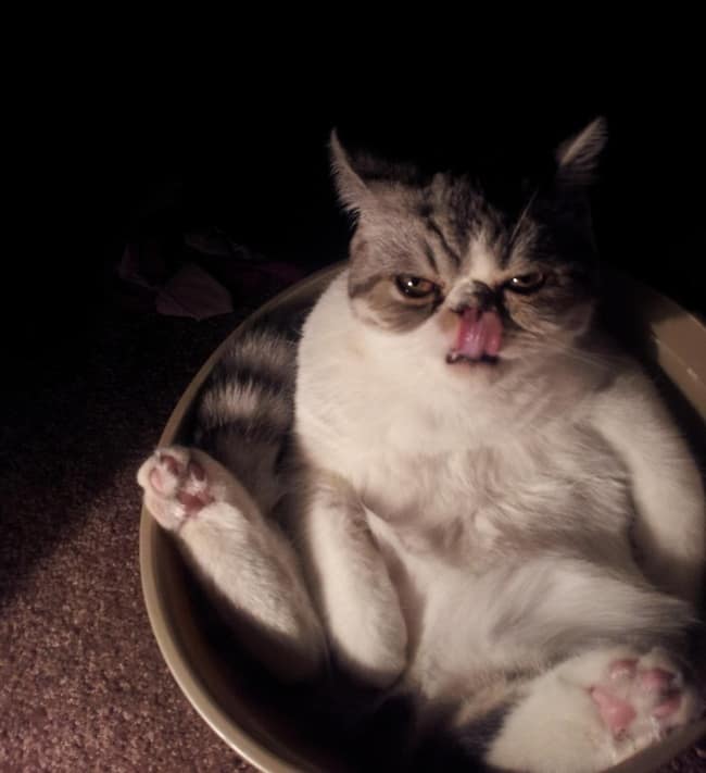 unexplainable cat photos 10