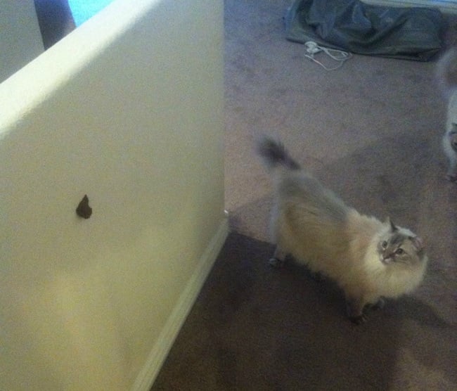 unexplainable cat photos 11