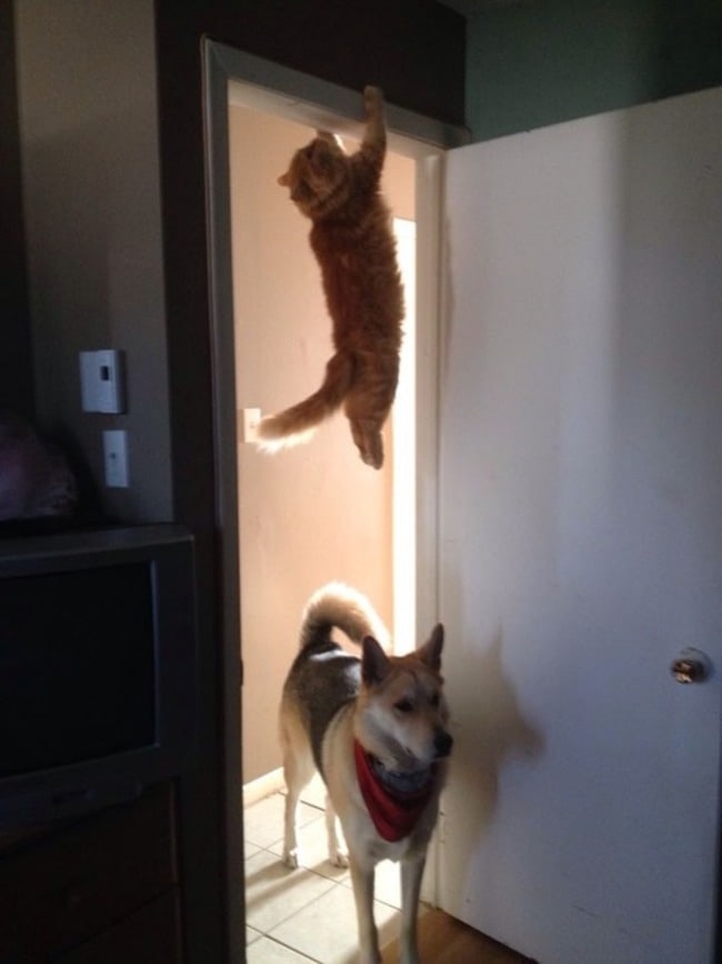 unexplainable cat photos 12