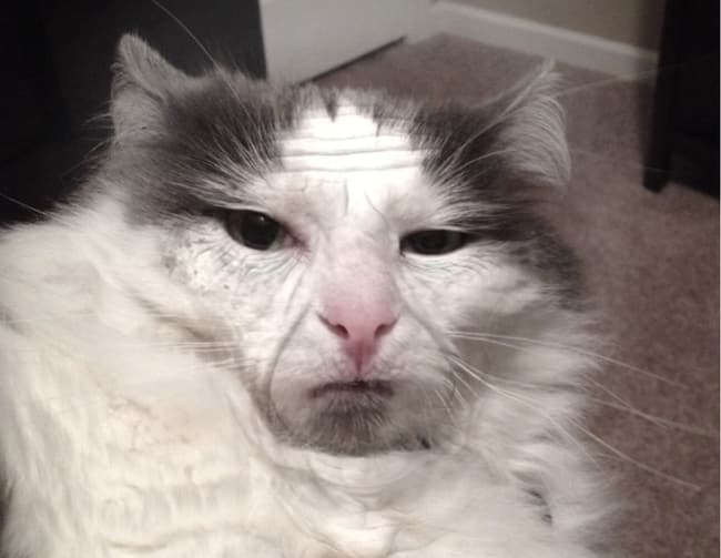 unexplainable cat photos 14