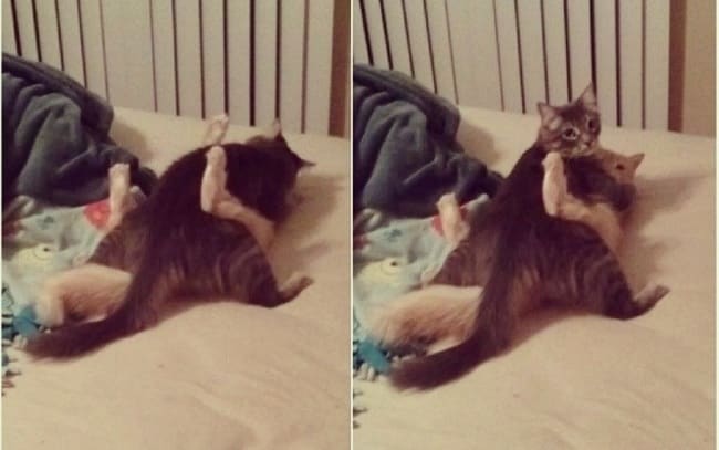 unexplainable cat photos 15