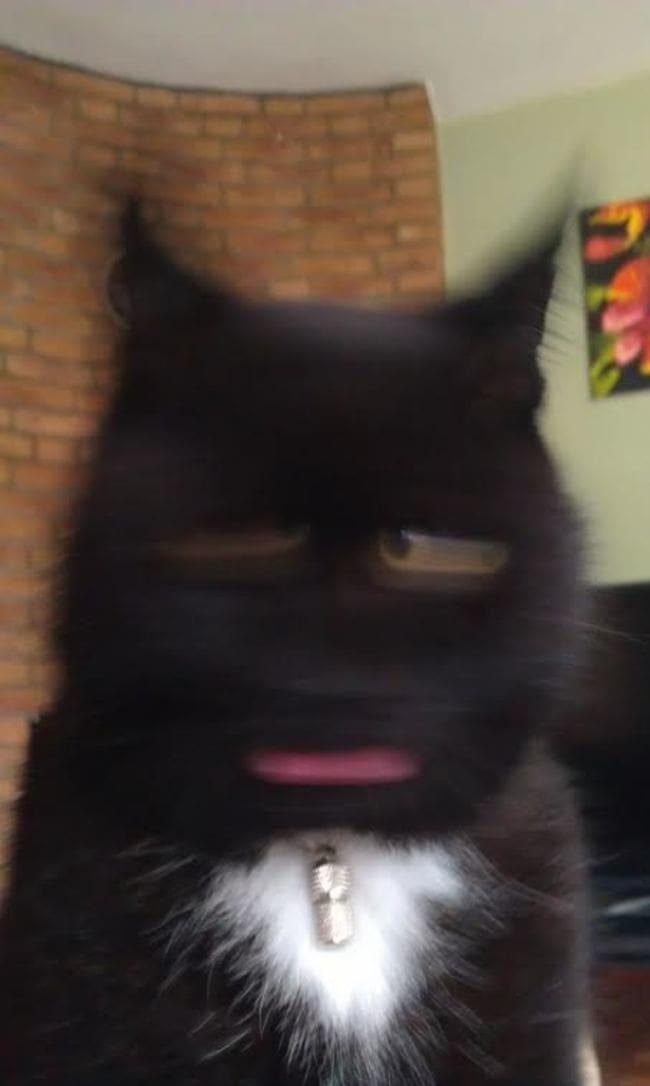 unexplainable cat photos 16