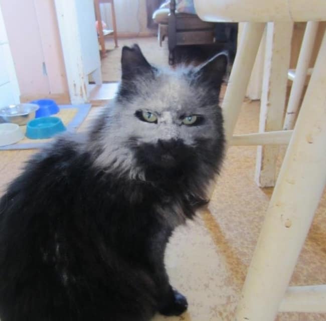 unexplainable cat photos 17