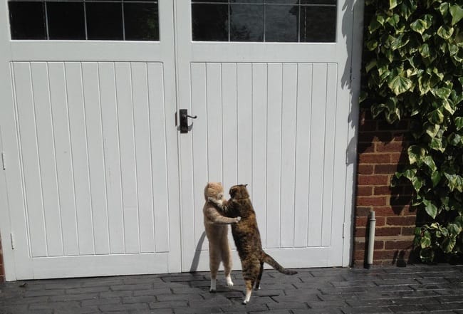 unexplainable cat photos 19