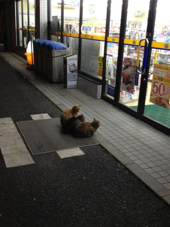 unexplainable cat photos 3