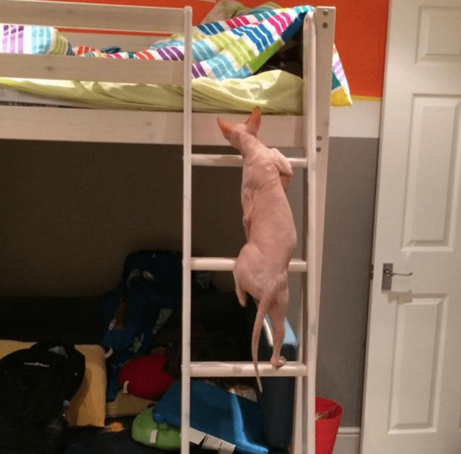 unexplainable cat photos 5