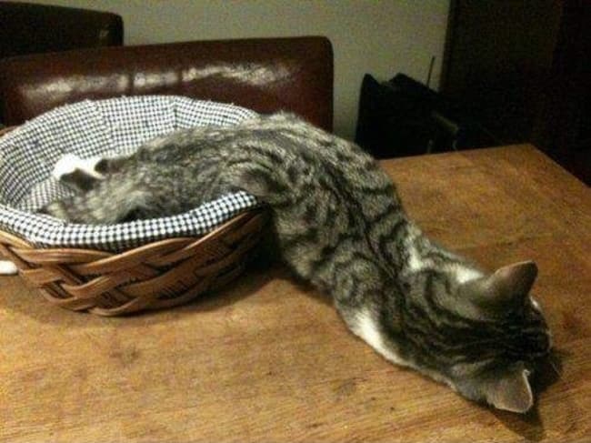 unexplainable cat photos 6