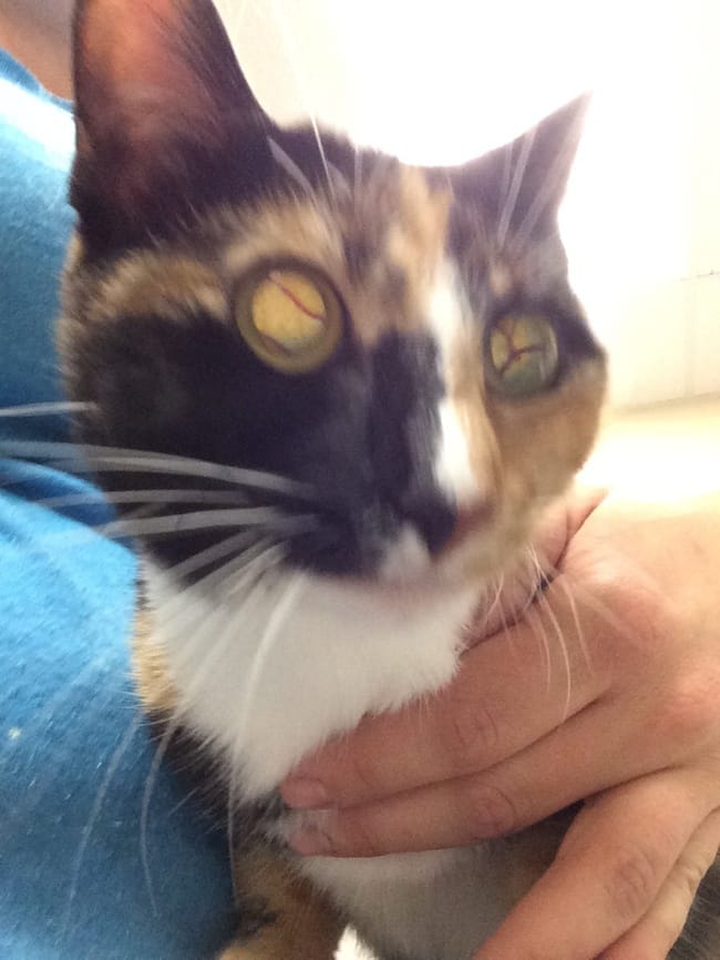 unexplainable cat photos 7