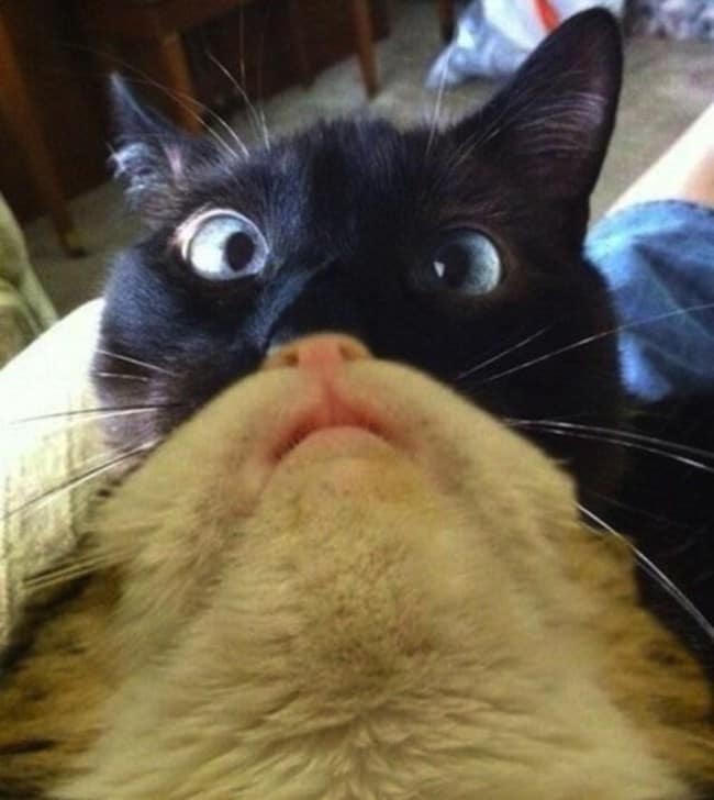 unexplainable cat photos 8