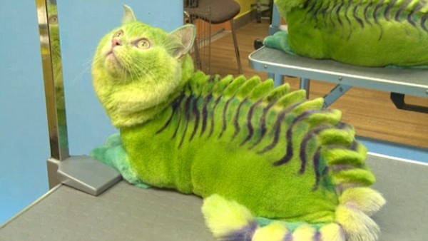 video-undefined-21730B4300000578-995_636x358