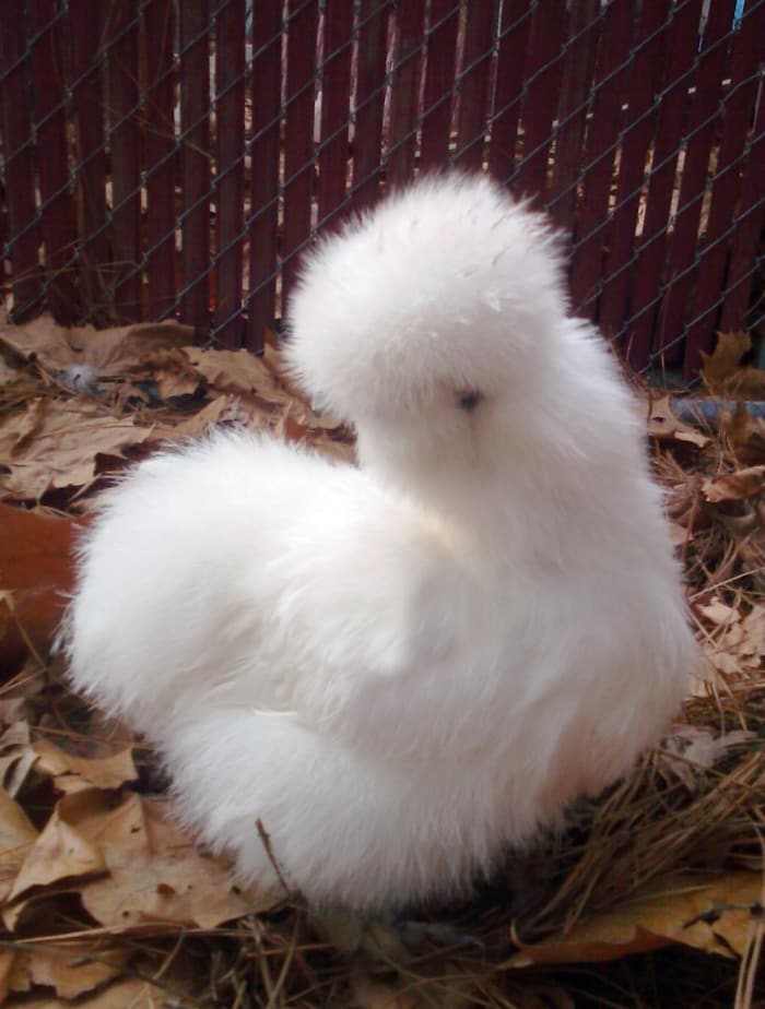 white silkie hen