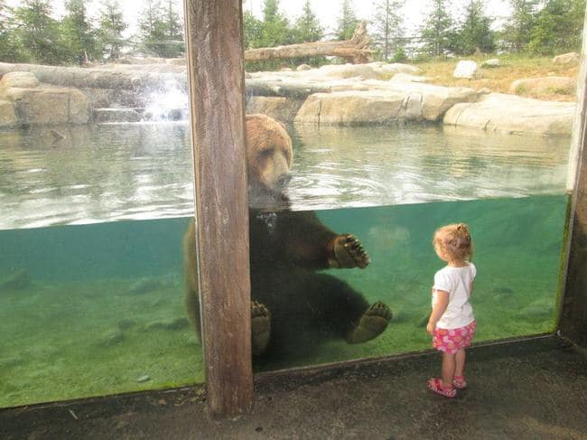 zoo animals bear