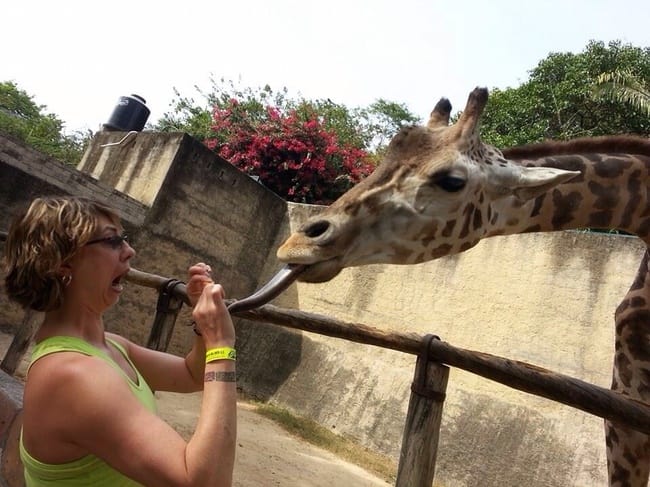 zoo animals giraffe woman