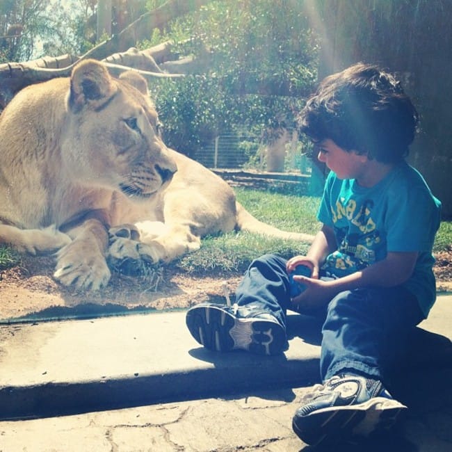 zoo-animals-lion