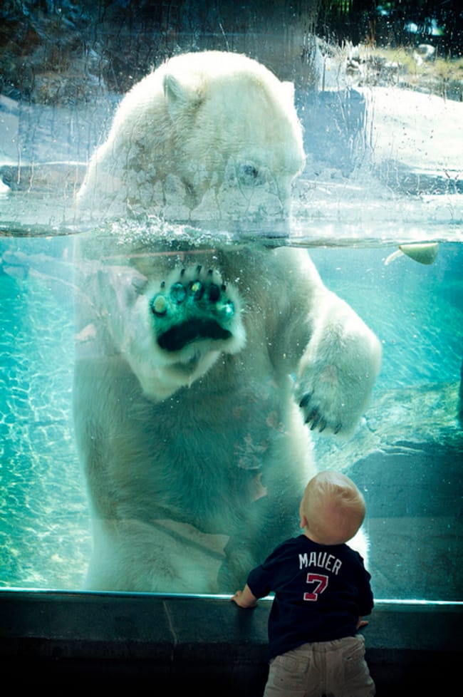 zoo animals polar bear