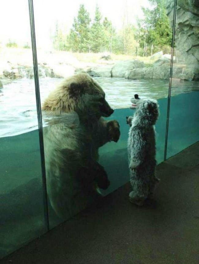 zoo animals two bears